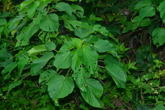 Acalypha grandibracteata