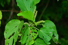Acalypha grandibracteata