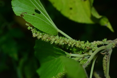 Acalypha grandibracteata