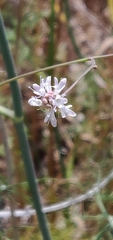 Cephalaria joppensis