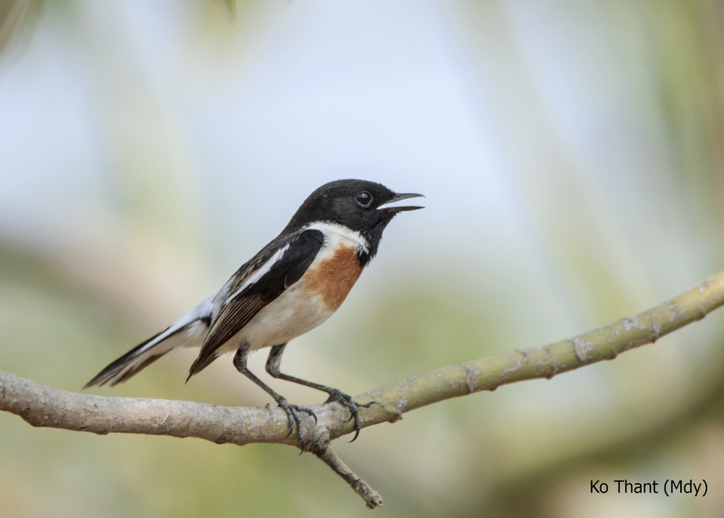 White-Tailed Stonechat
