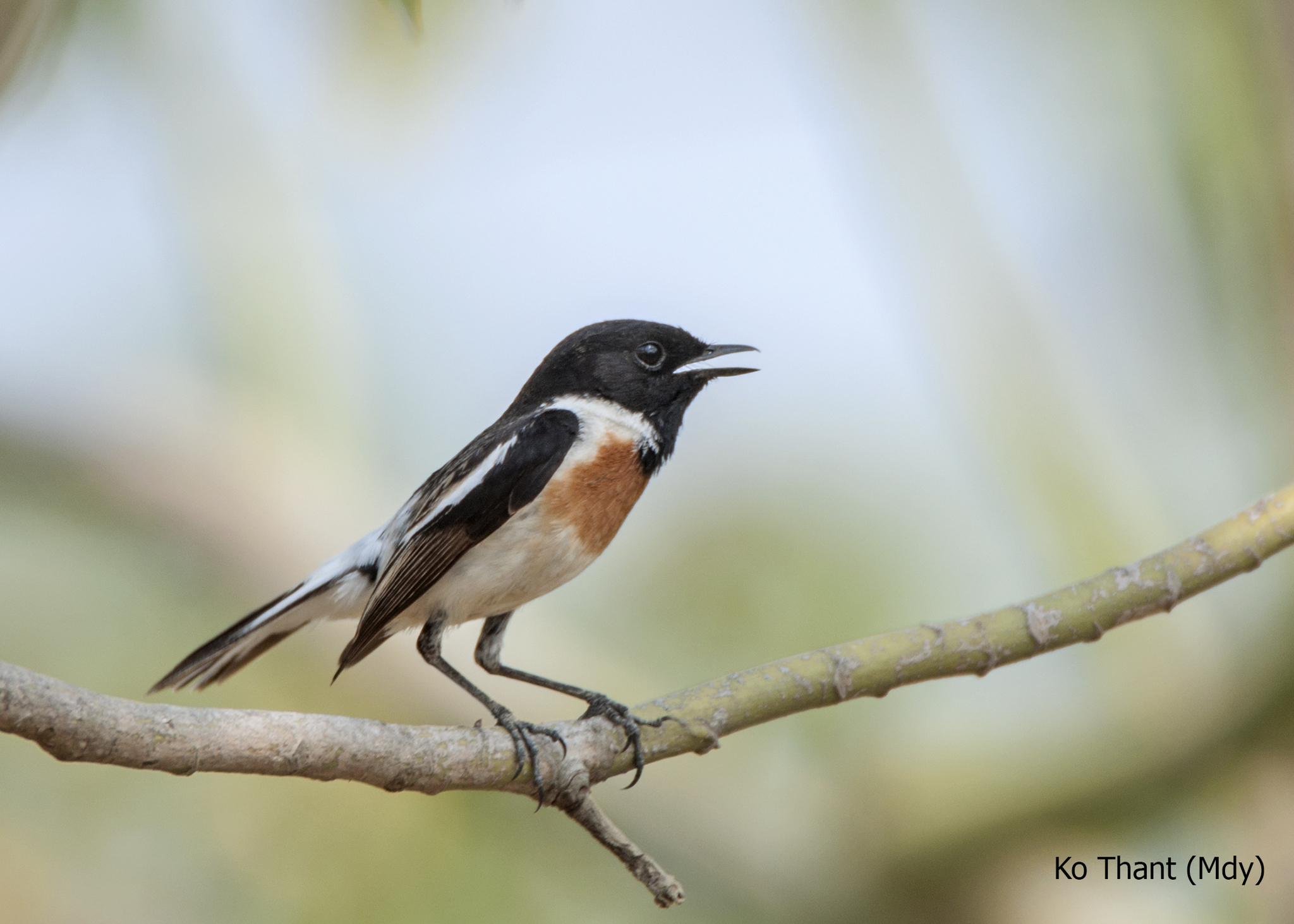 White-tailed Stonechat illustration