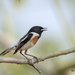 White-tailed Stonechat - Photo (c) tzmyanmar1, some rights reserved (CC BY-NC)