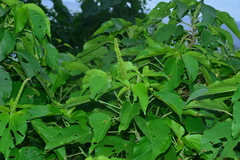 Acalypha grandibracteata