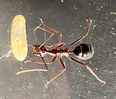 Camponotus johnclarki