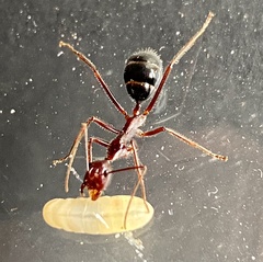 Camponotus johnclarki