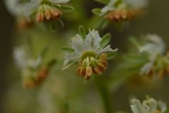 Reseda jacquinii