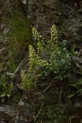Reseda jacquinii