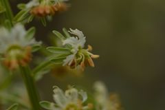 Reseda jacquinii