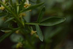Reseda jacquinii