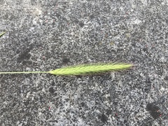 Hordeum secalinum