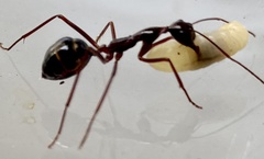 Camponotus johnclarki