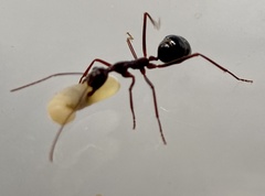 Camponotus johnclarki