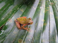 Duellmanohyla chamulae