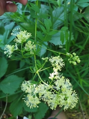 Thalictrum aquilegiifolium