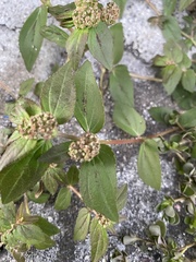 Euphorbia hirta