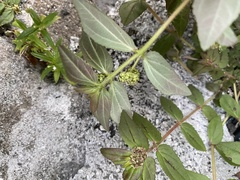 Euphorbia hirta