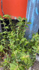 Euphorbia hirta
