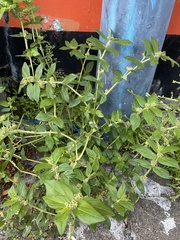 Euphorbia hirta