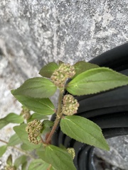 Euphorbia hirta