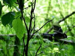 Parus major