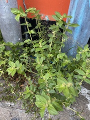 Euphorbia hirta
