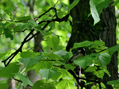 Parus major