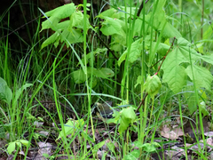 Parus major
