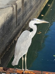 Ardea cinerea