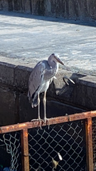 Ardea cinerea