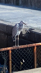 Ardea cinerea