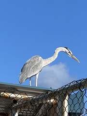 Ardea cinerea