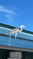Ardea cinerea
