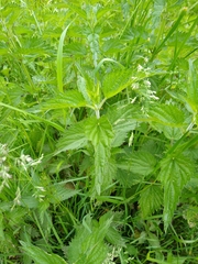 Urtica dioica