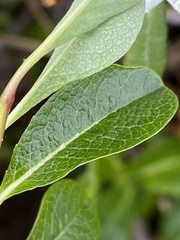 Salix fuscescens