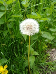 Taraxacum