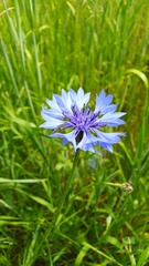 Centaurea cyanus