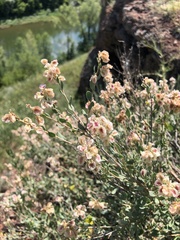 Atraphaxis frutescens