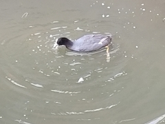 Fulica atra