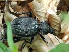 Carabus gigas