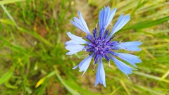 Centaurea cyanus