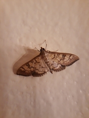 Mimorista subcostalis