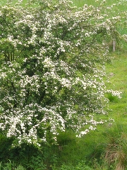 Crataegus