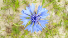 Centaurea cyanus