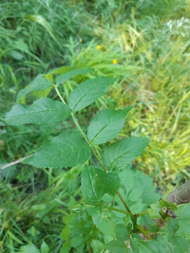 jaseň štíhly (Fraxinus excelsior)