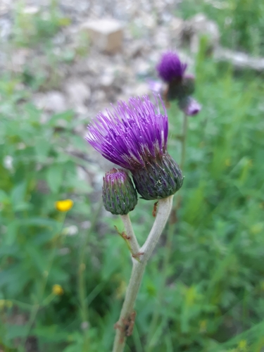 pichliač potočný (Cirsium rivulare)