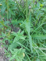 Cirsium canum