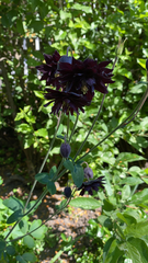 Aquilegia atrata