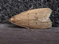 Brachmia modicella