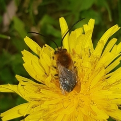 Eucera longicornis